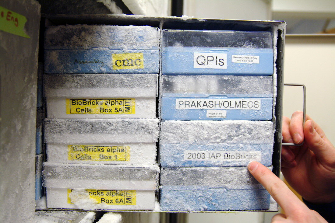 Storage of DNA BioBricks in freezer