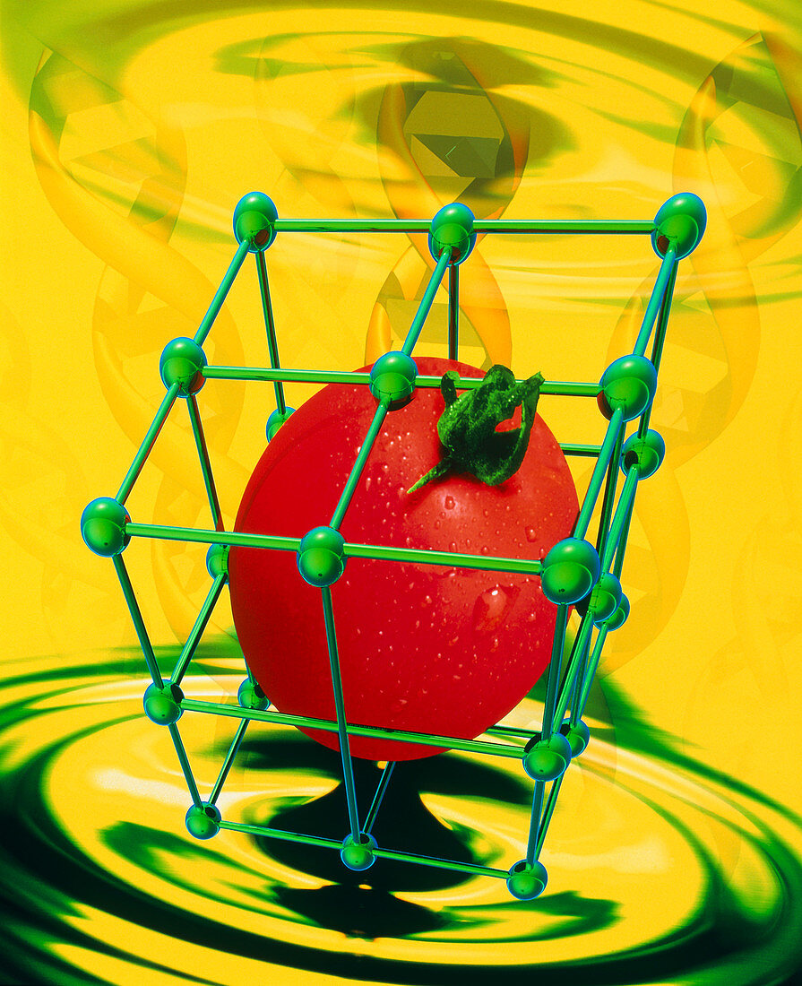 Conceptual image of genetically-engineered tomato