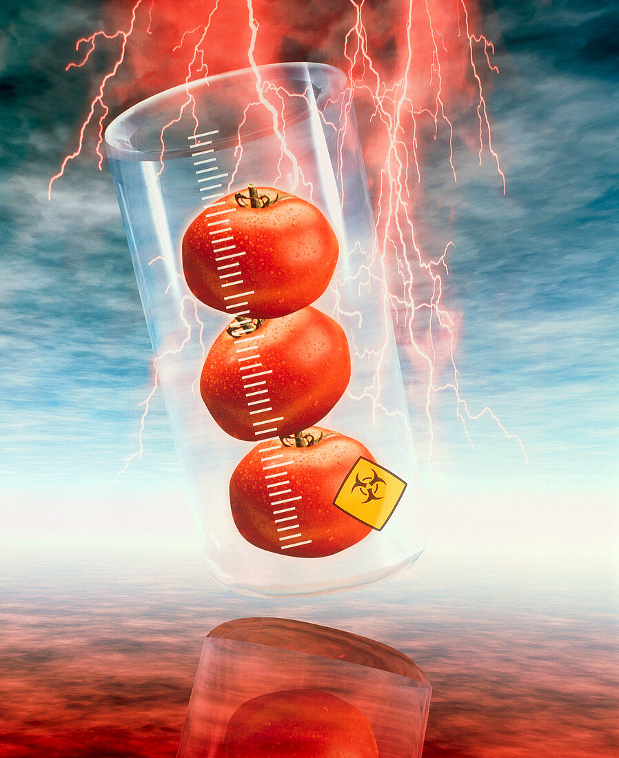 Conceptual image: genetically-engineered tomatoes