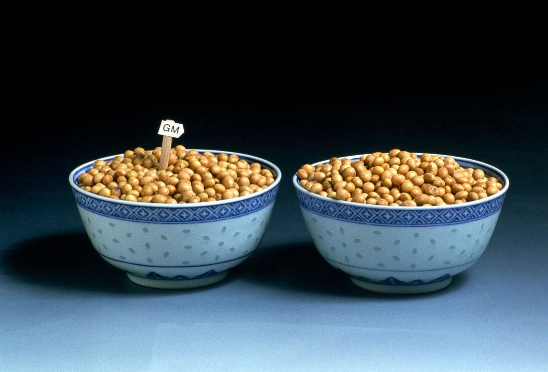 Normal & genetically modified soya beans