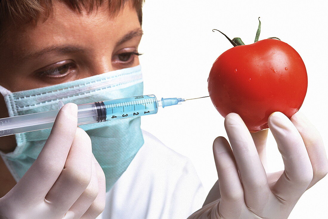 Scientist injects GM tomato