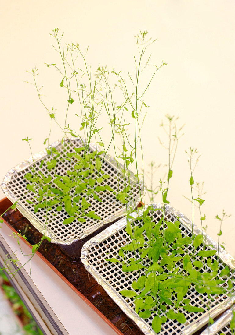 Arabidopsis seedlings,genetics research