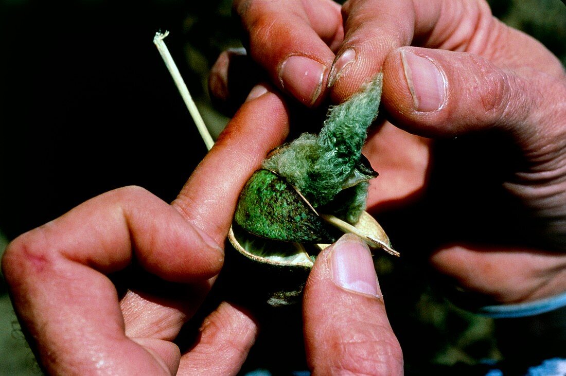 Hands hold a green cotton boll in cotton field