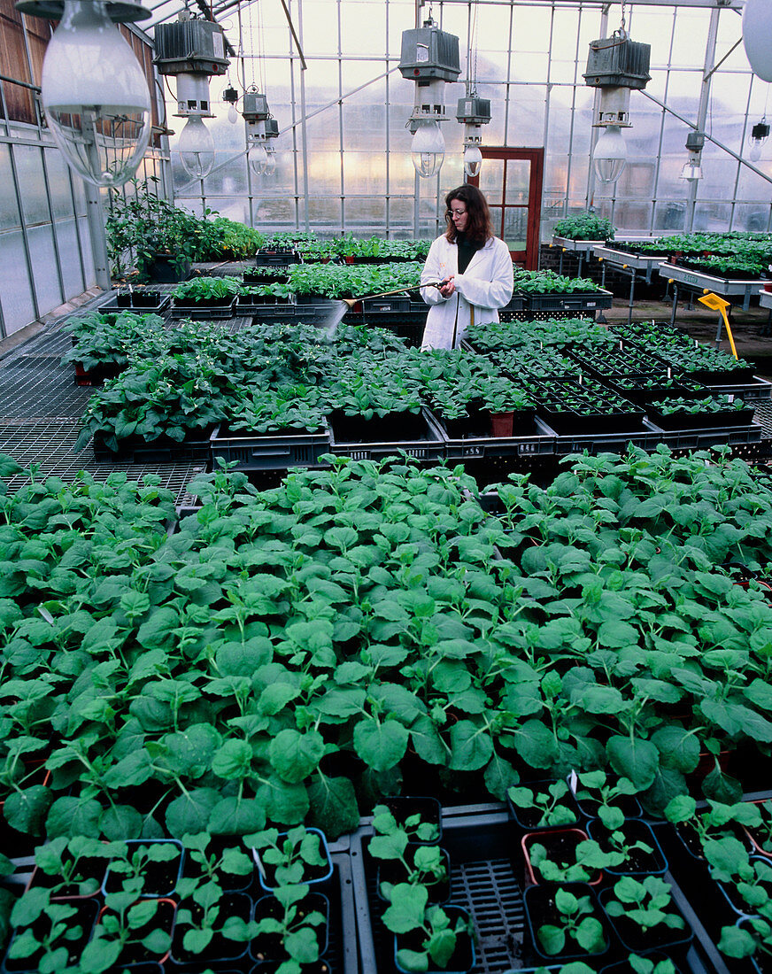 Watering plants in a biotechnology greenhouse
