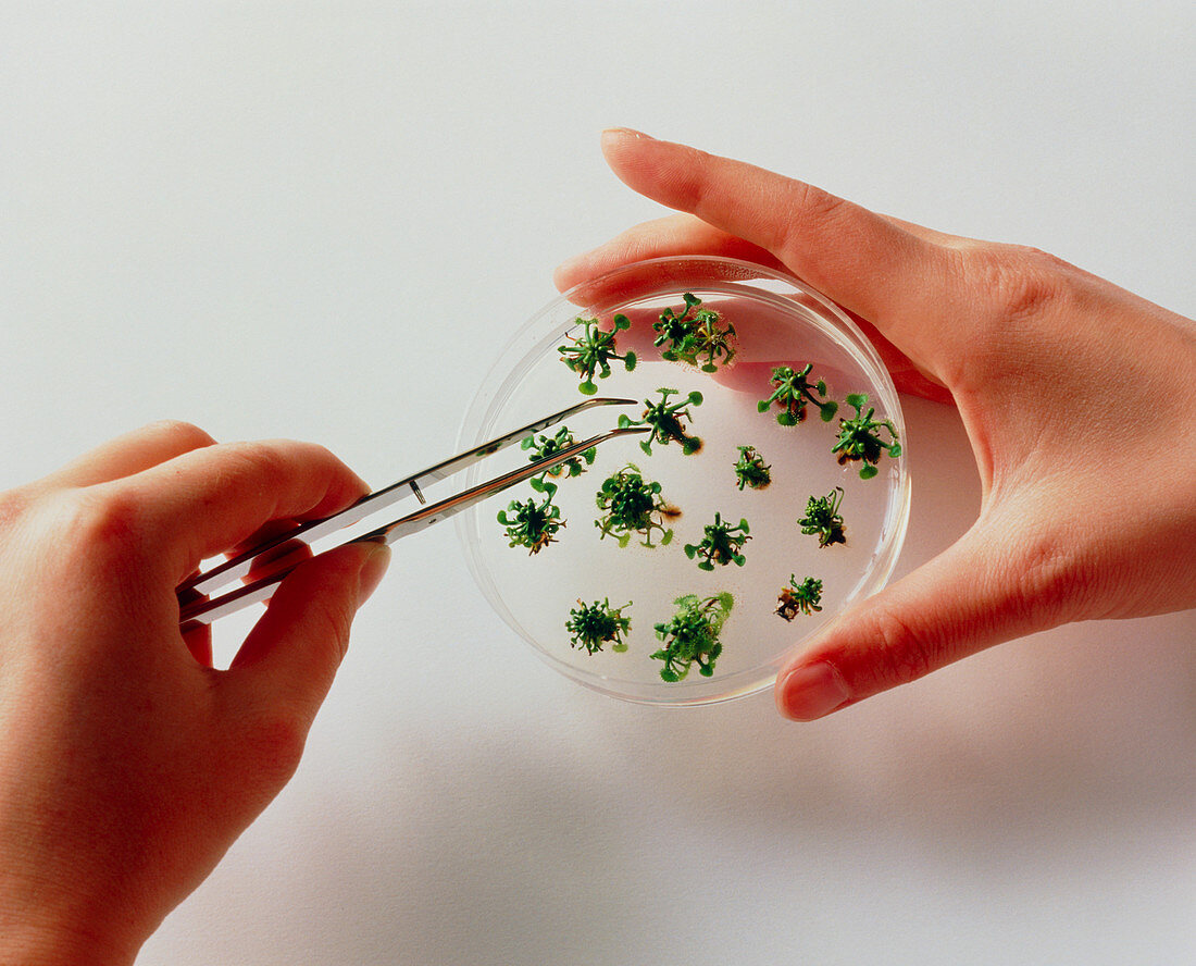 Sundew plants being grown from tissue cultures