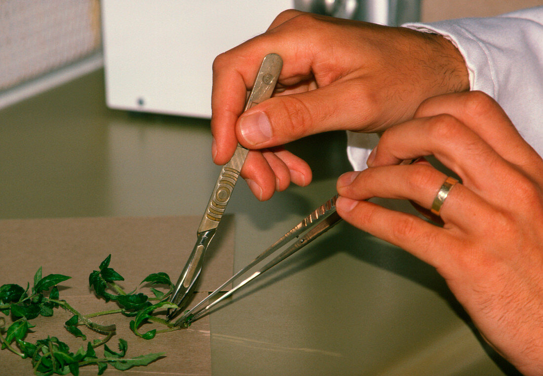 Plant being cut up for cloning by micropropagation