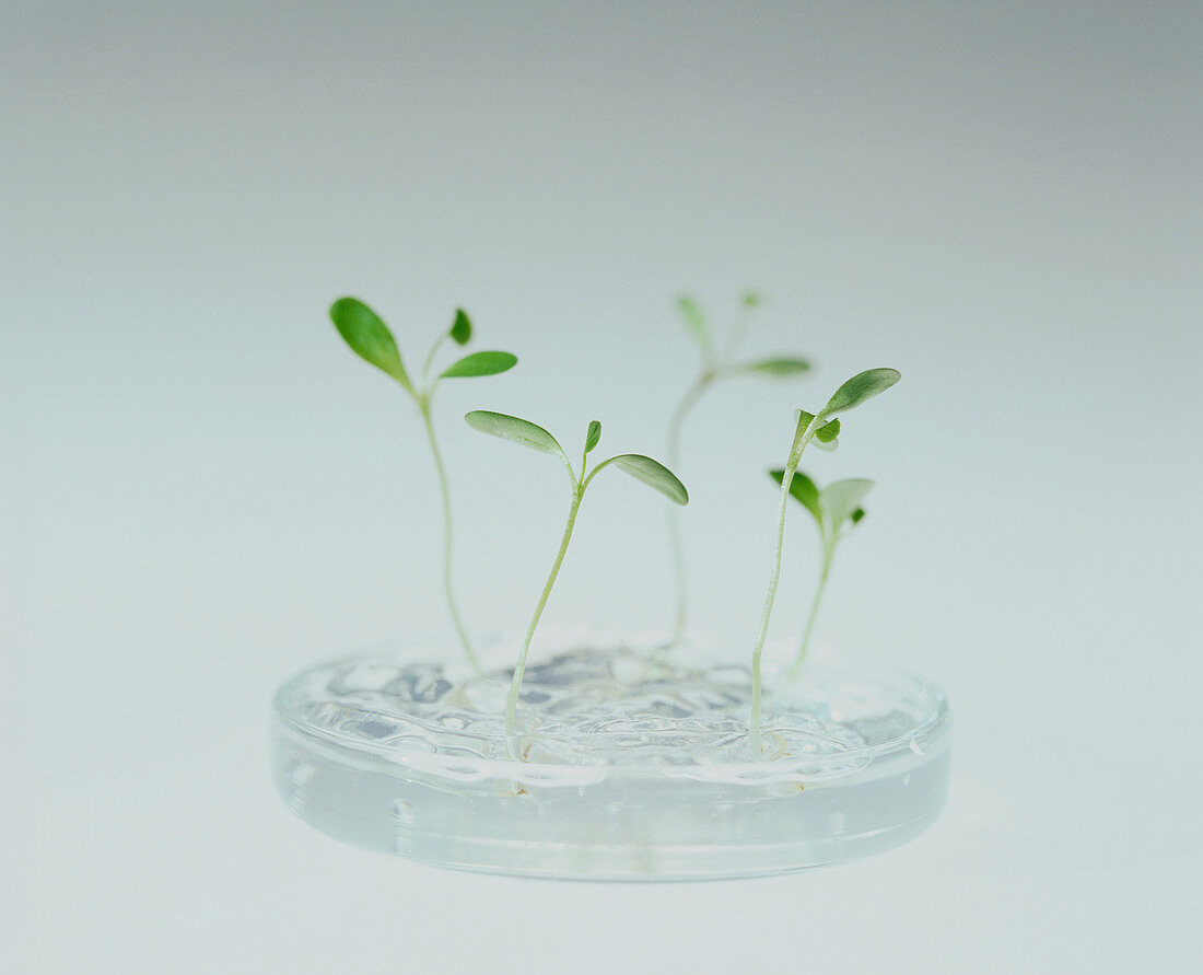 Plant biotechnology