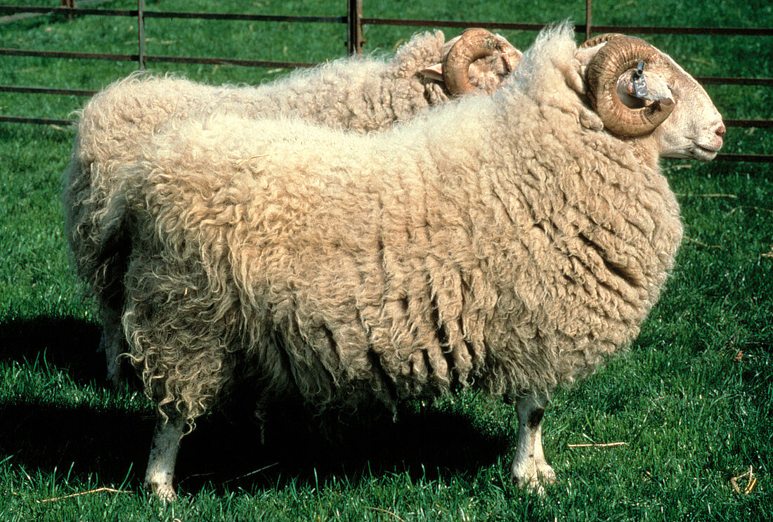 Transgenic sheep