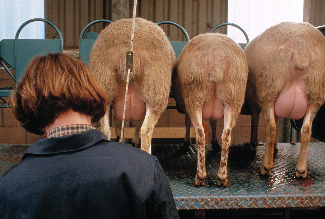 Transgenic sheep being milked