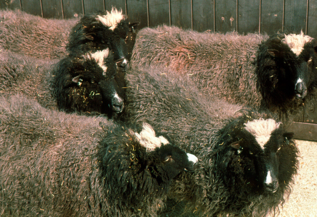 Group of five genetically-cloned sheep
