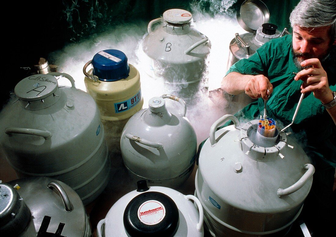 Cow embryos being stored in liquid nitrogen