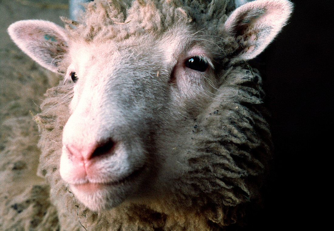 Dolly,the world's first adult sheep clone