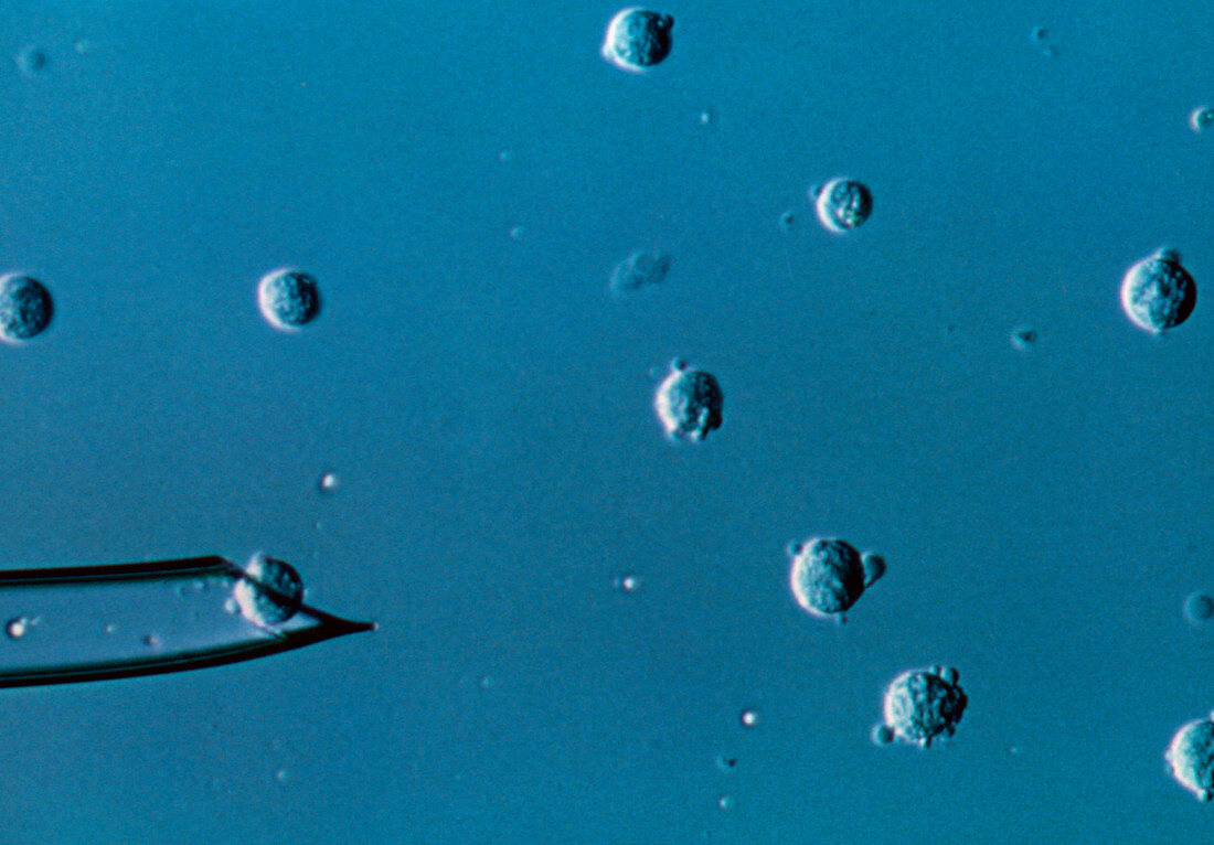 LM of sheep udder cells used for sheep cloning