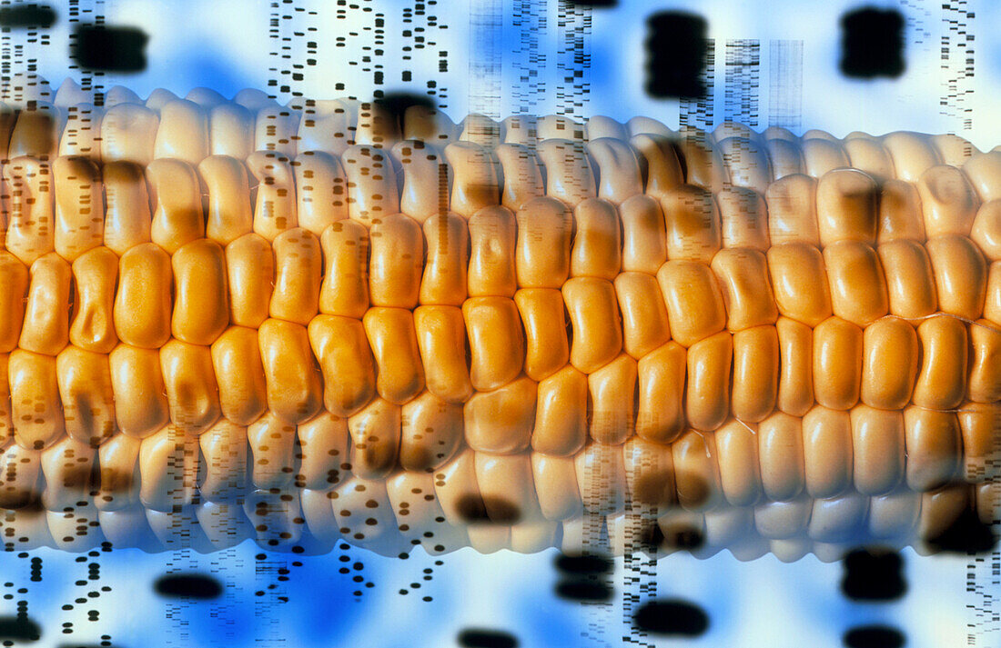 Computer artwork of GM maize and DNA autoradiogram