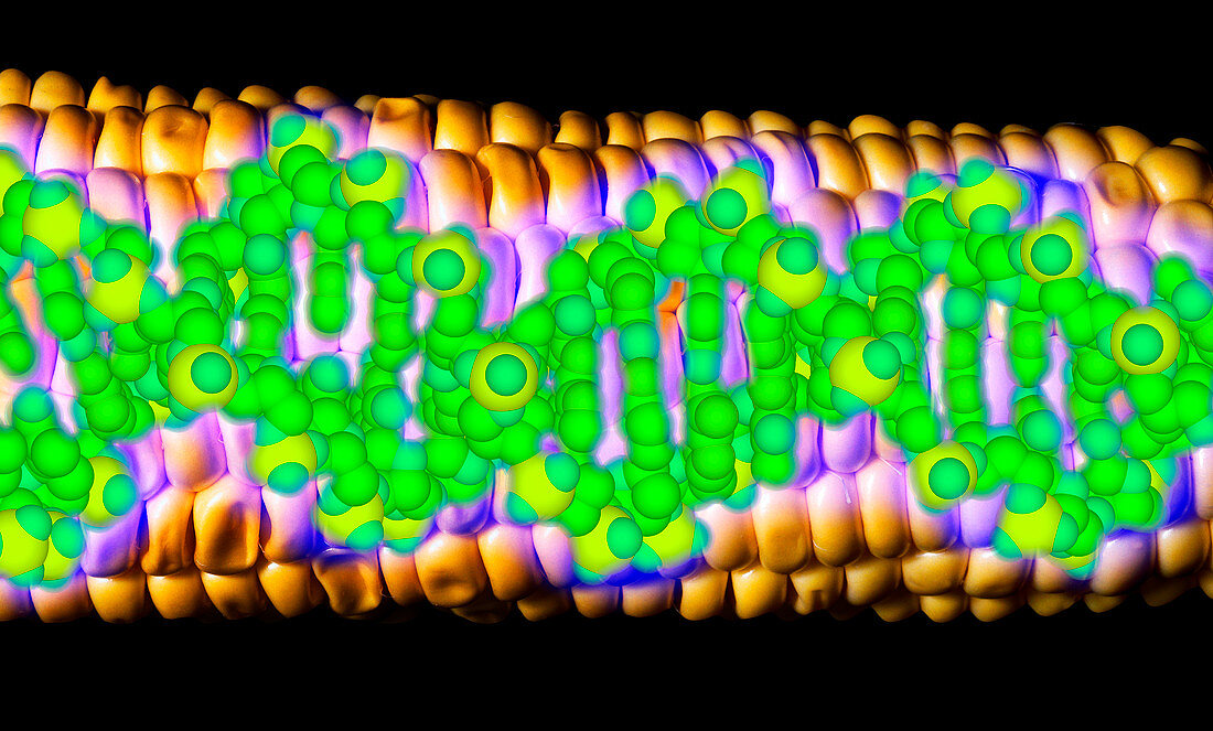 Computer artwork of GM maize with a strand of DNA