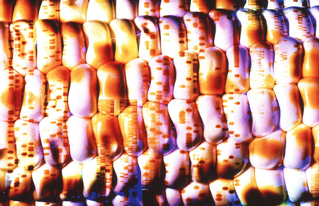 Computer artwork of GM maize with an autoradiogram