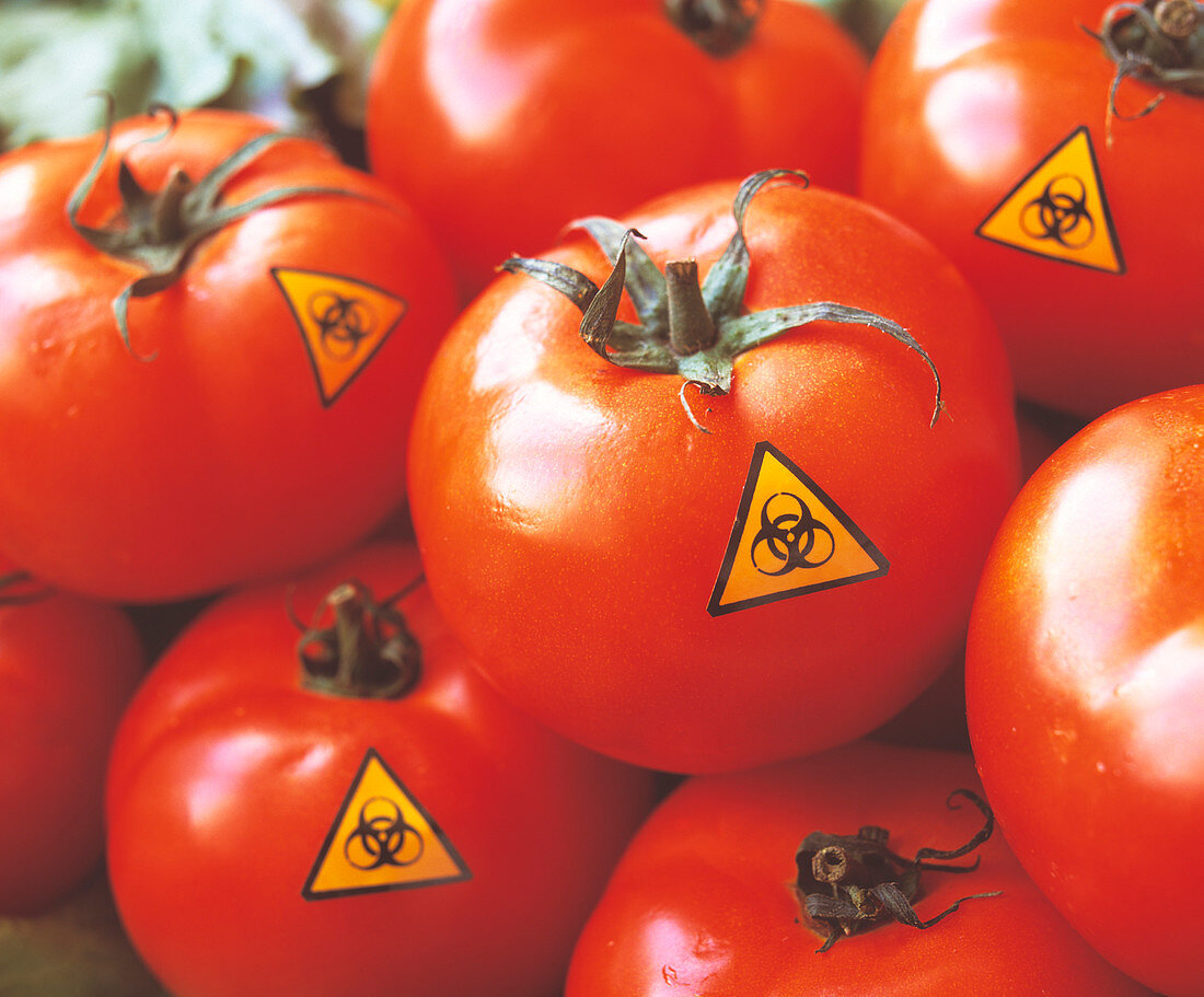 Genetically modified tomatoes