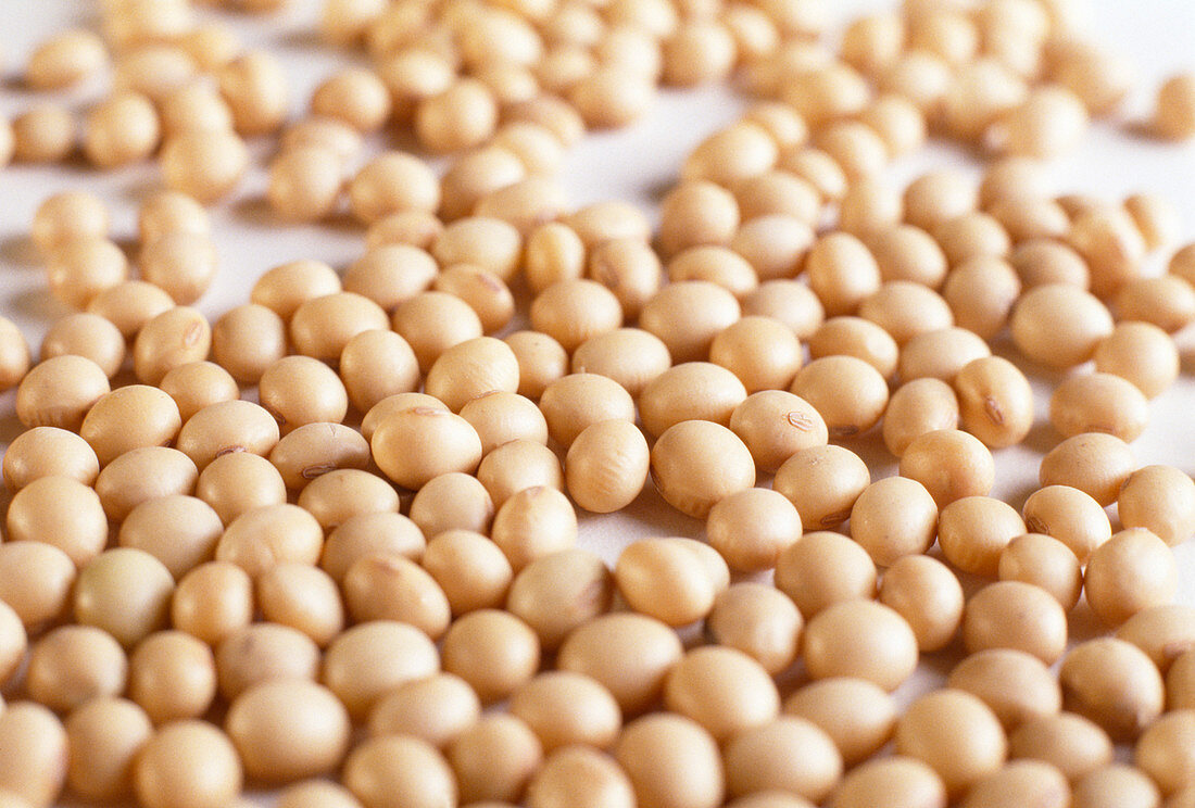 GM soya beans