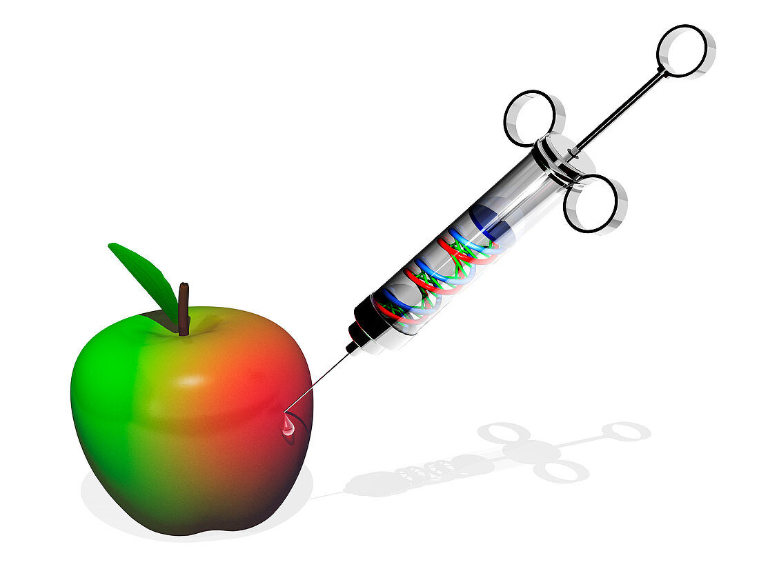 Genetically modified apple