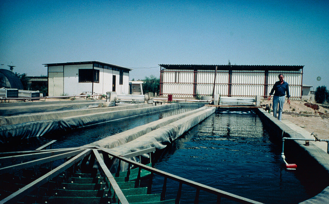 Production plant of green algae Spirulina