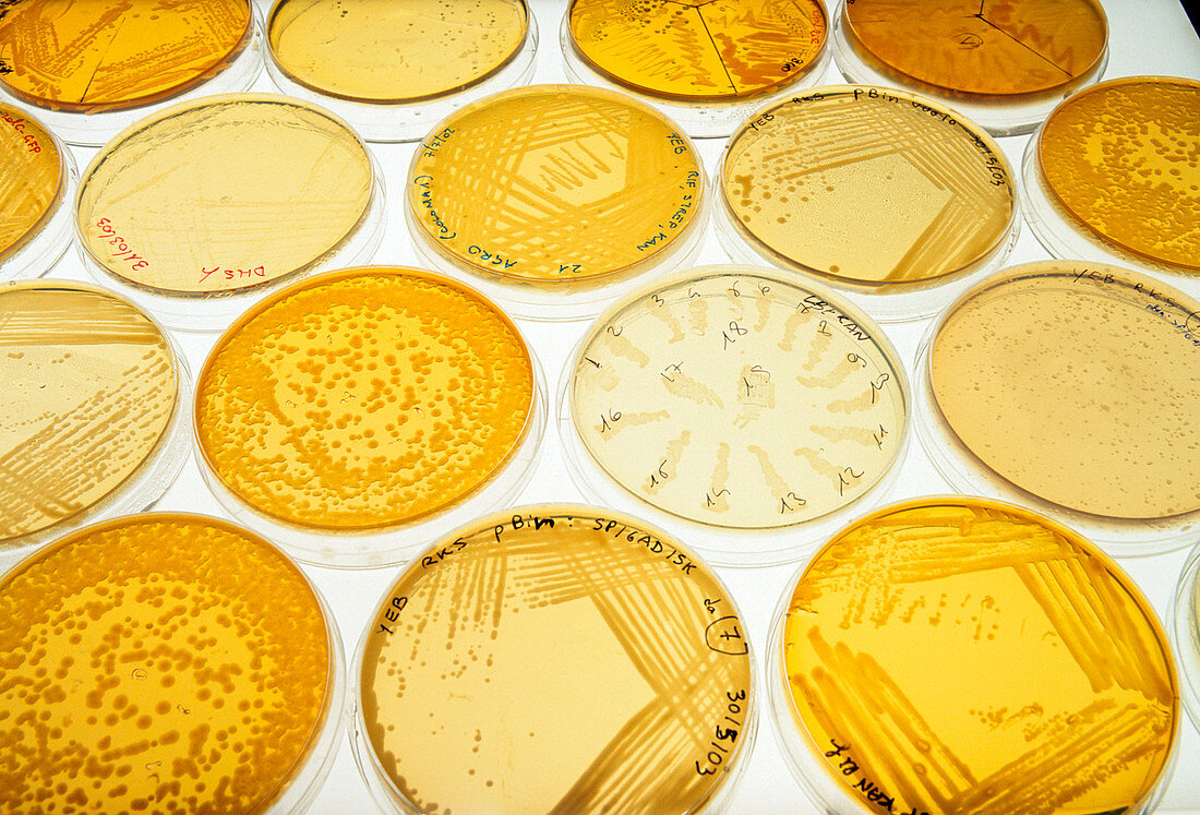 GM bacterial cultures