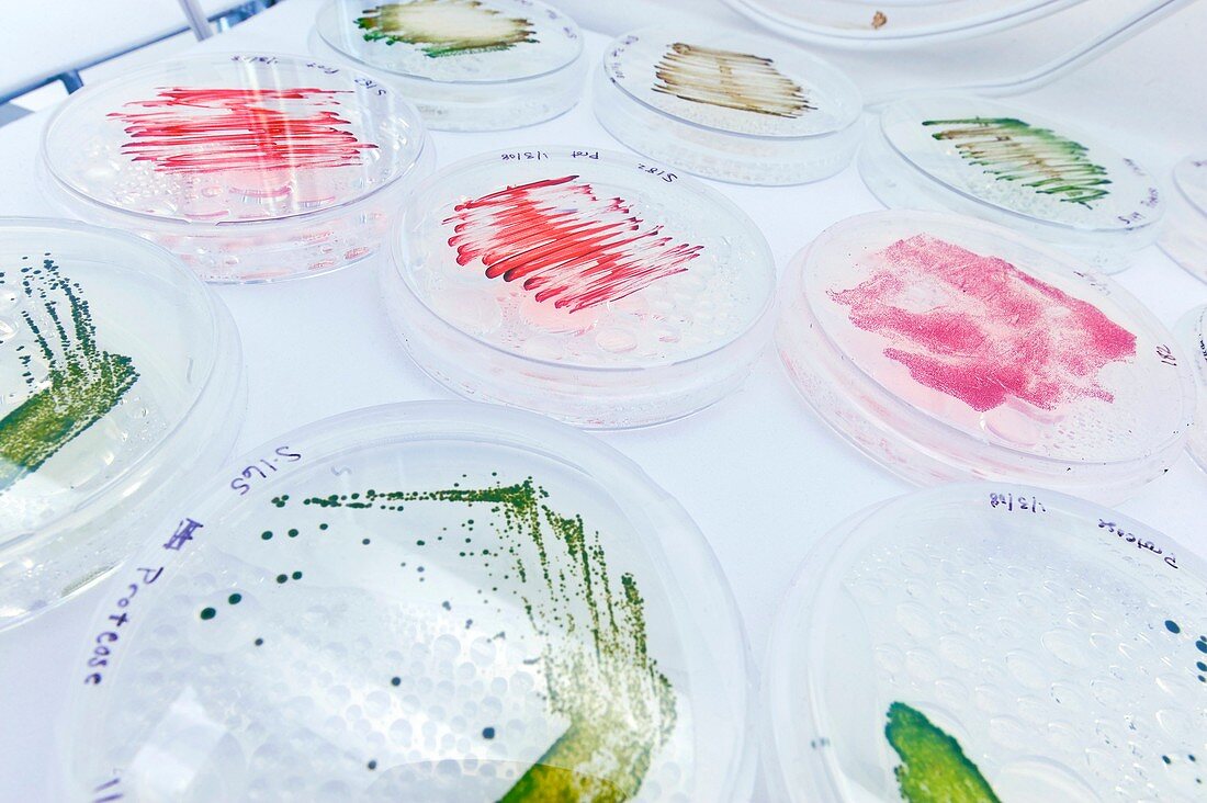 Algae growing on petri dishes