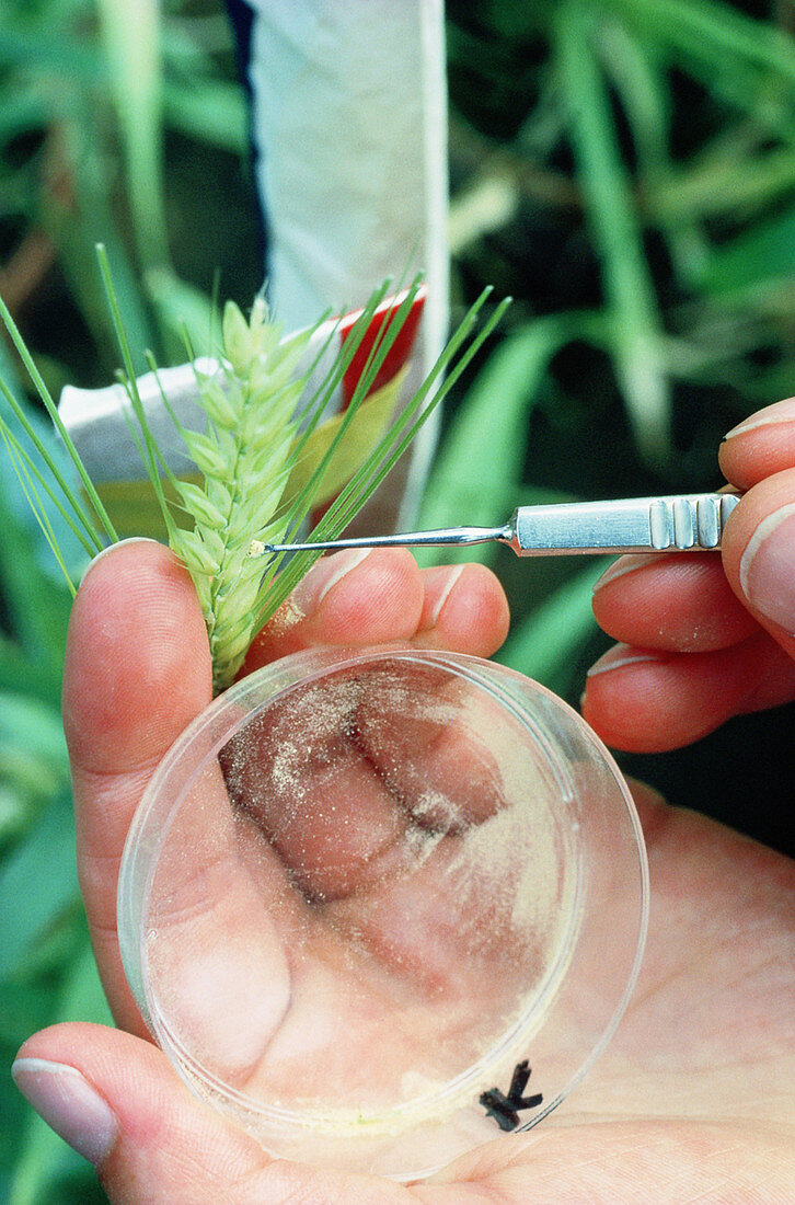 Manual pollination of wheat