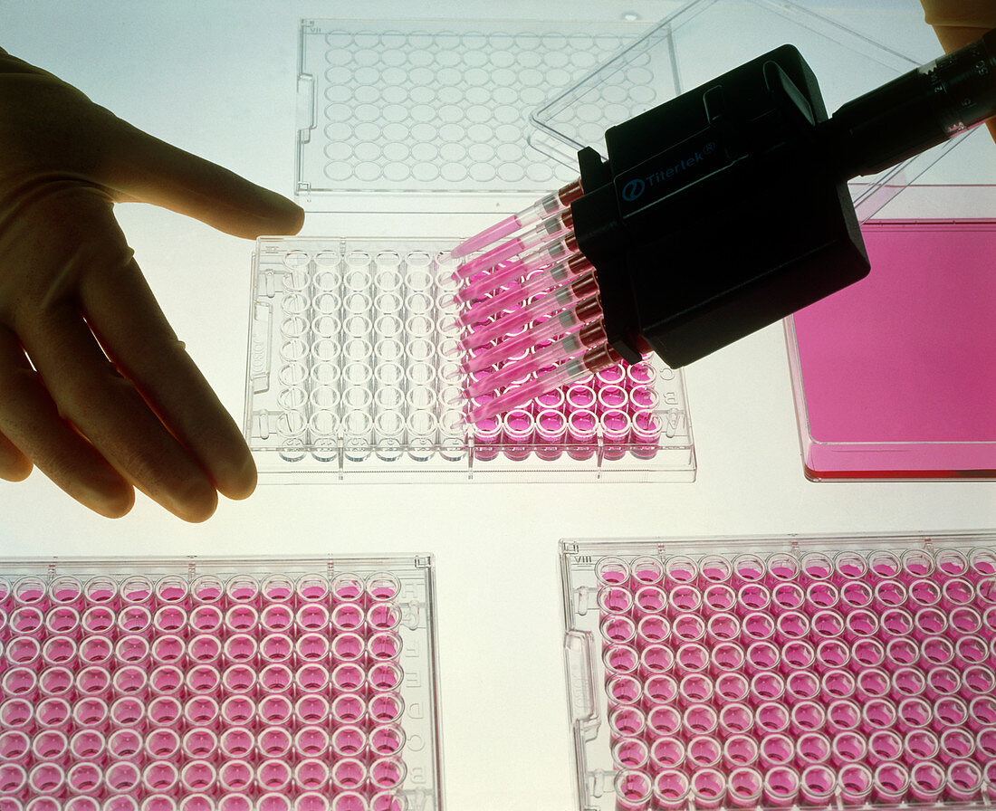 Hands filling multi-well sample tray