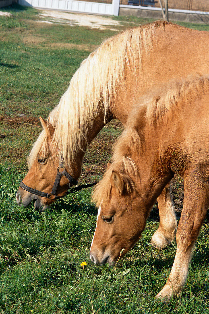 Prometea,the first cloned horse