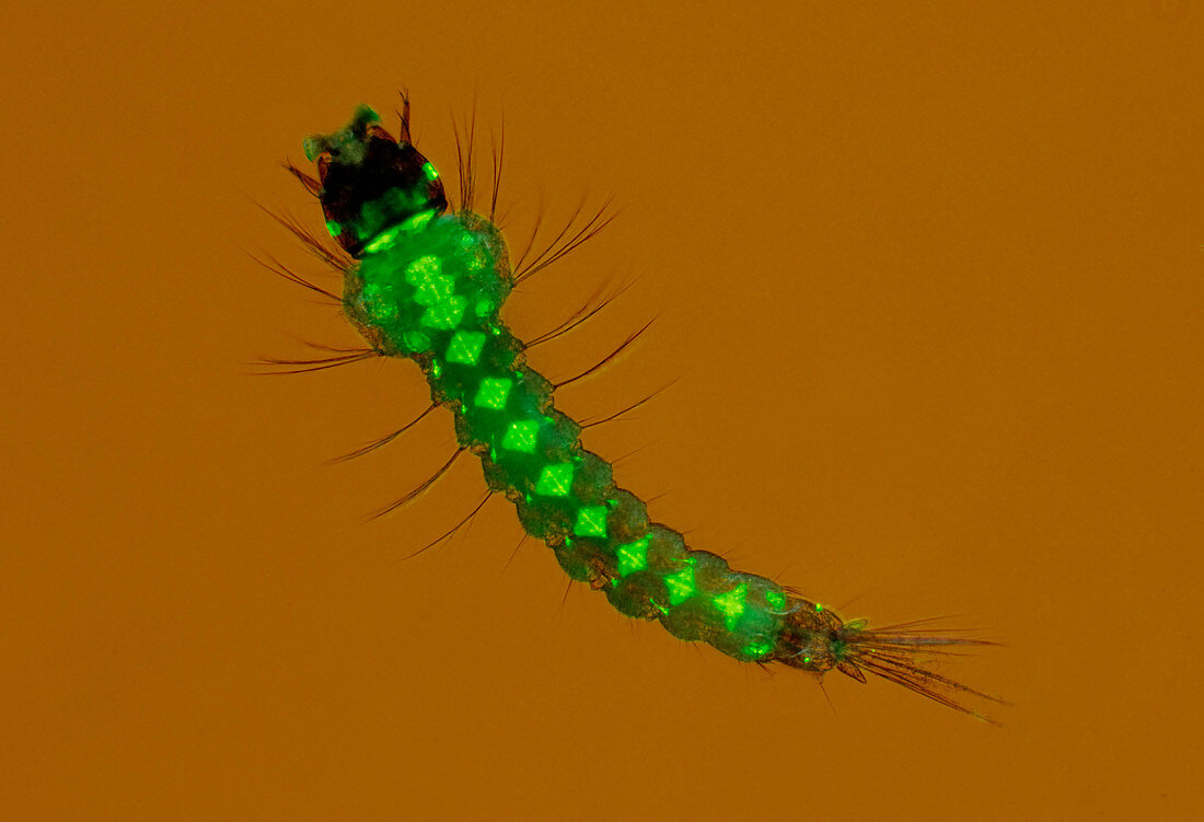 Genetically modified mosquito larva