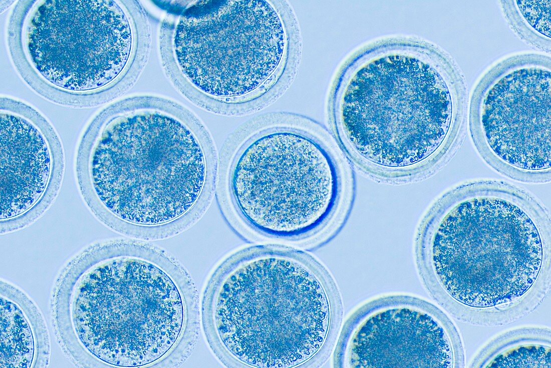 Cloning cows,egg cells