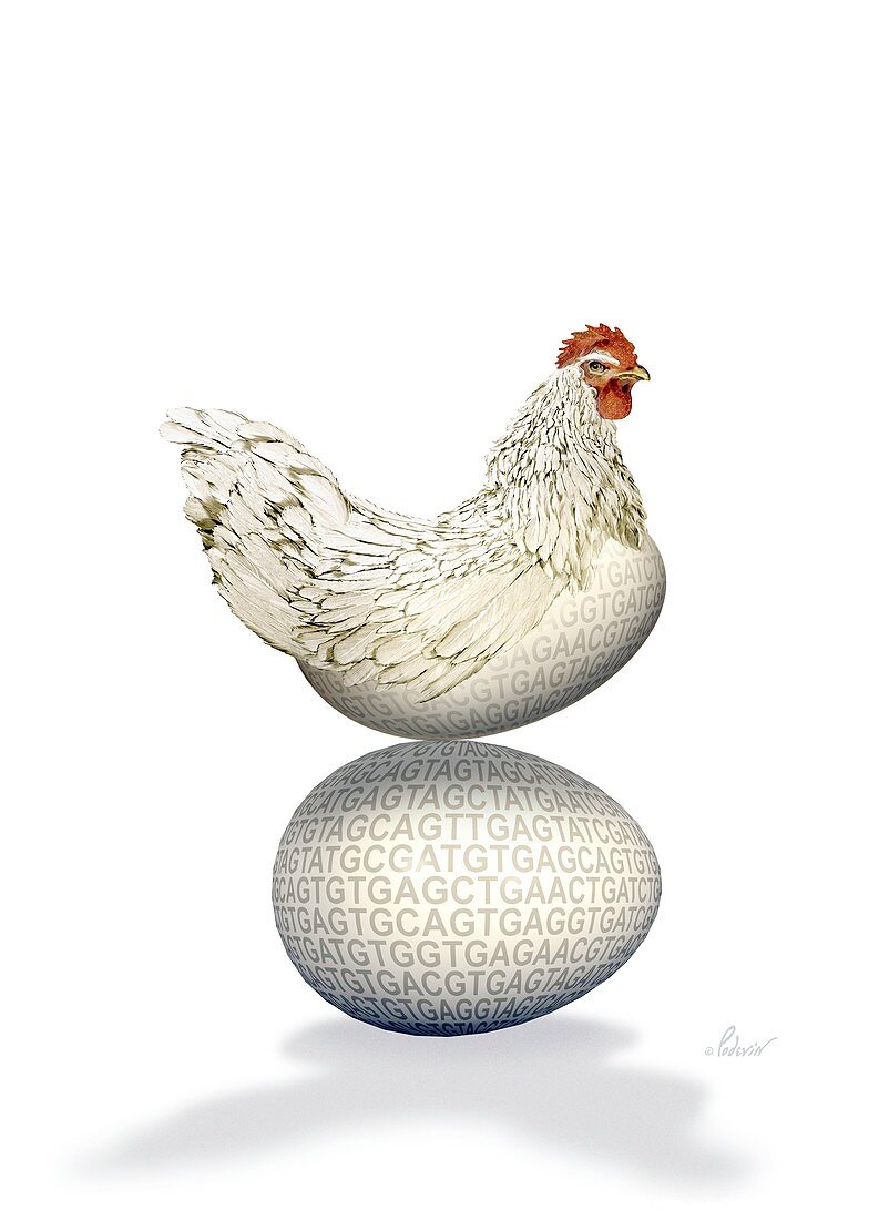 Transgenic chicken,artwork