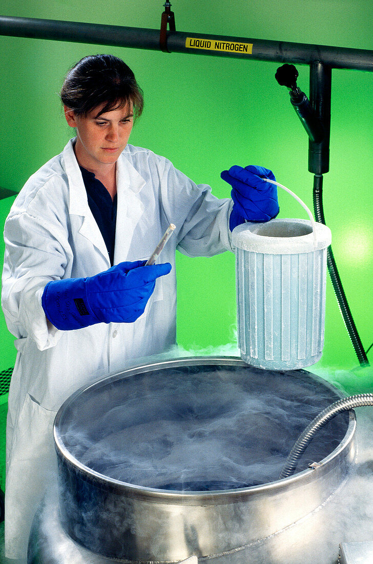 Cryopreserving seeds in liquid nitrogen