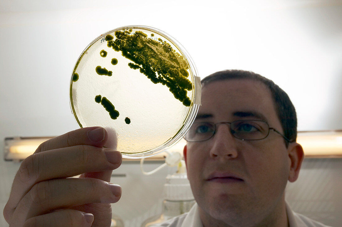 Algae research