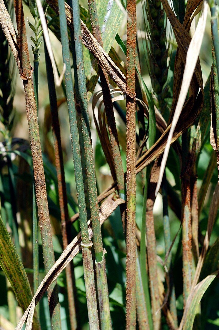 Wheat stem rust