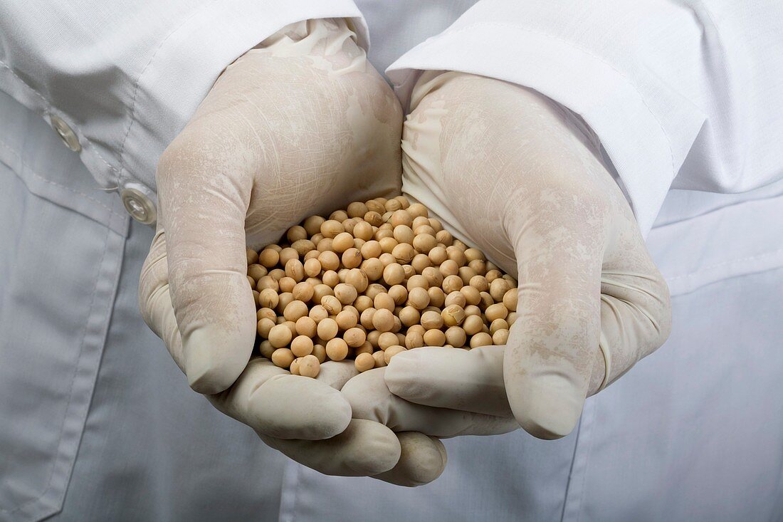 Scientist with a handful of soy beans