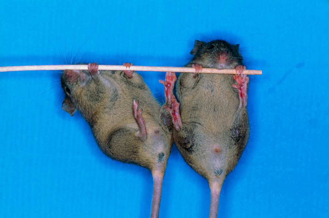 Male mouse (left) & (right) transgenic female