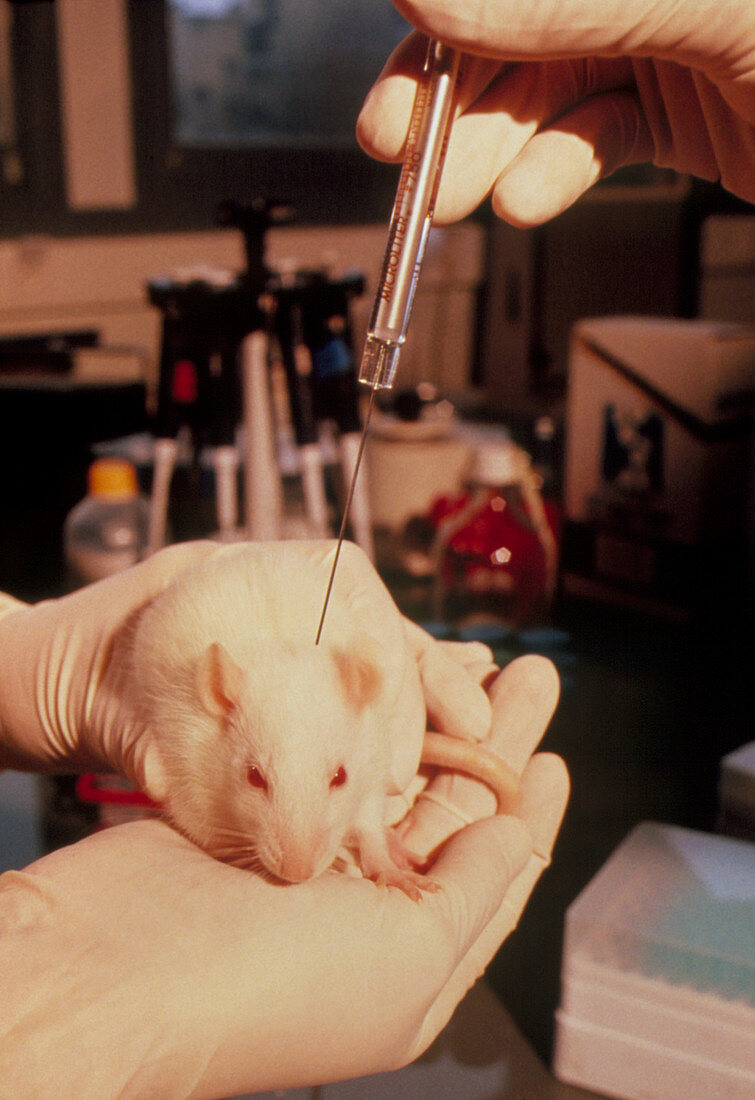 Rat research