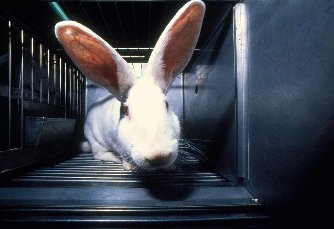 Caged laboratory rabbit awaiting experimentation