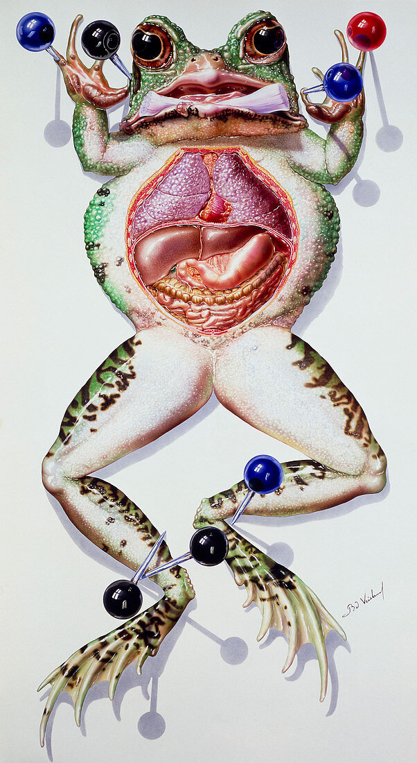 Artwork of a dissected laboratory frog