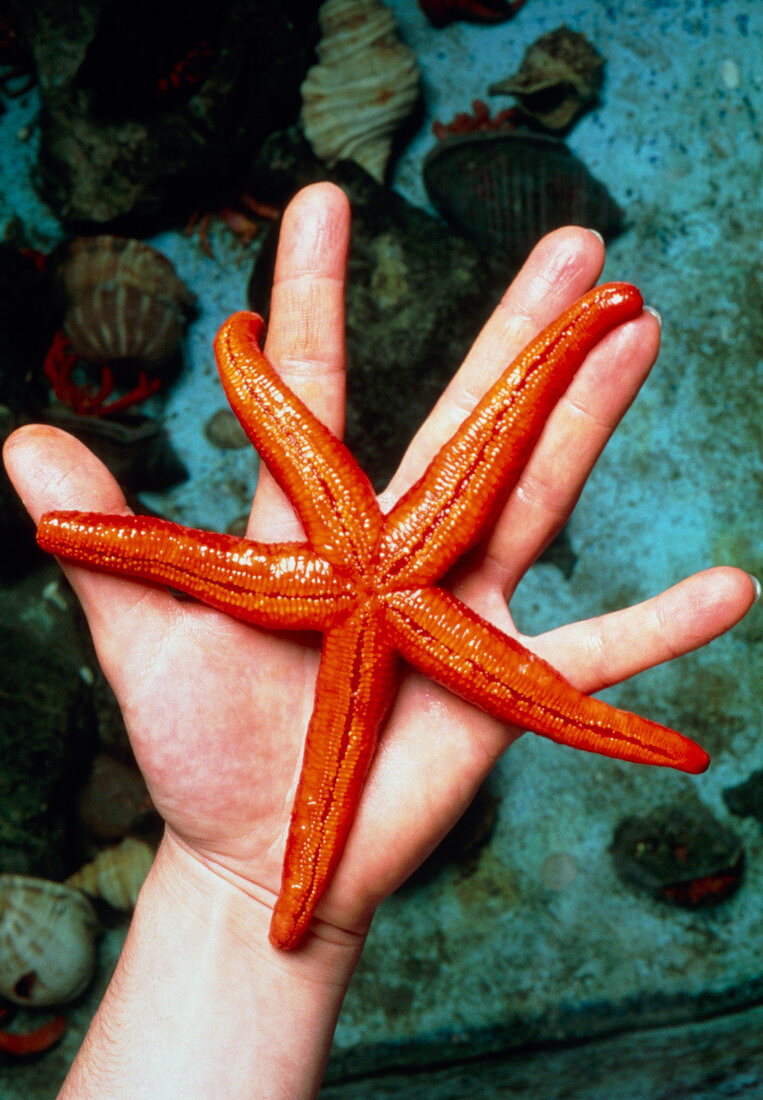 Researcher's hand holding starfish,Echinaster sp
