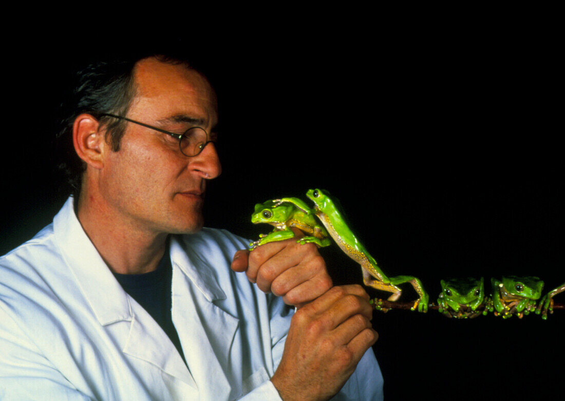 Biologist studies tree frogs,Phyllomedusa bicolor