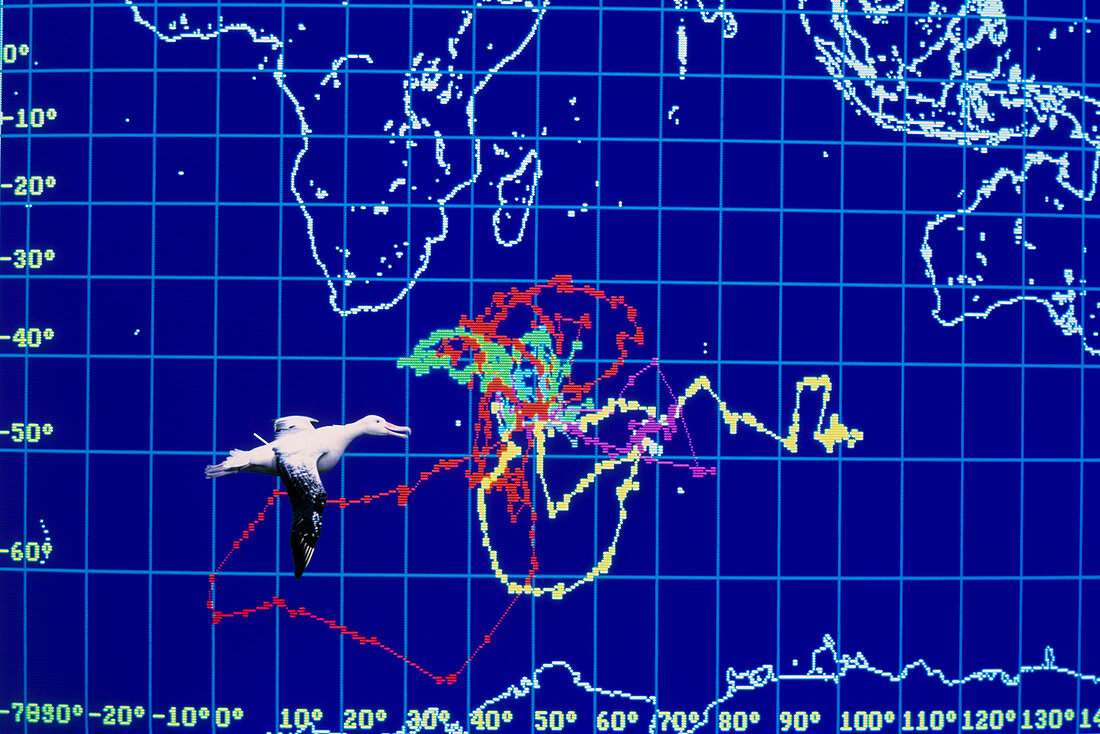 Computer monitor view of albatross movements