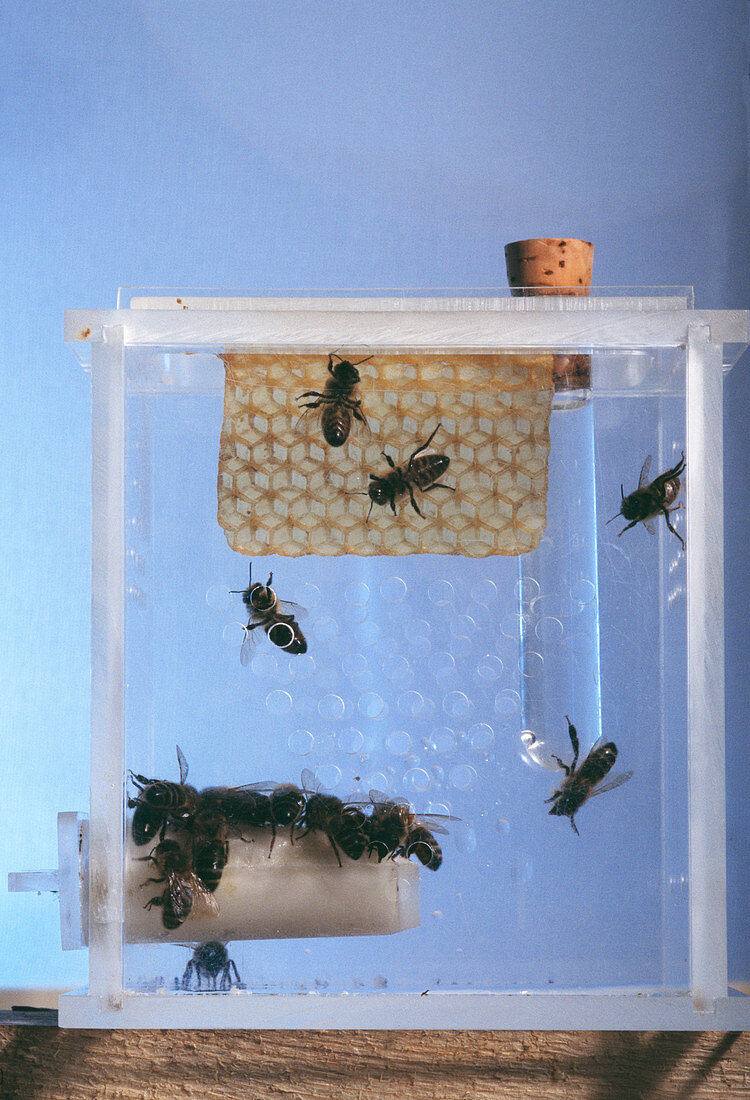 Artificial hive