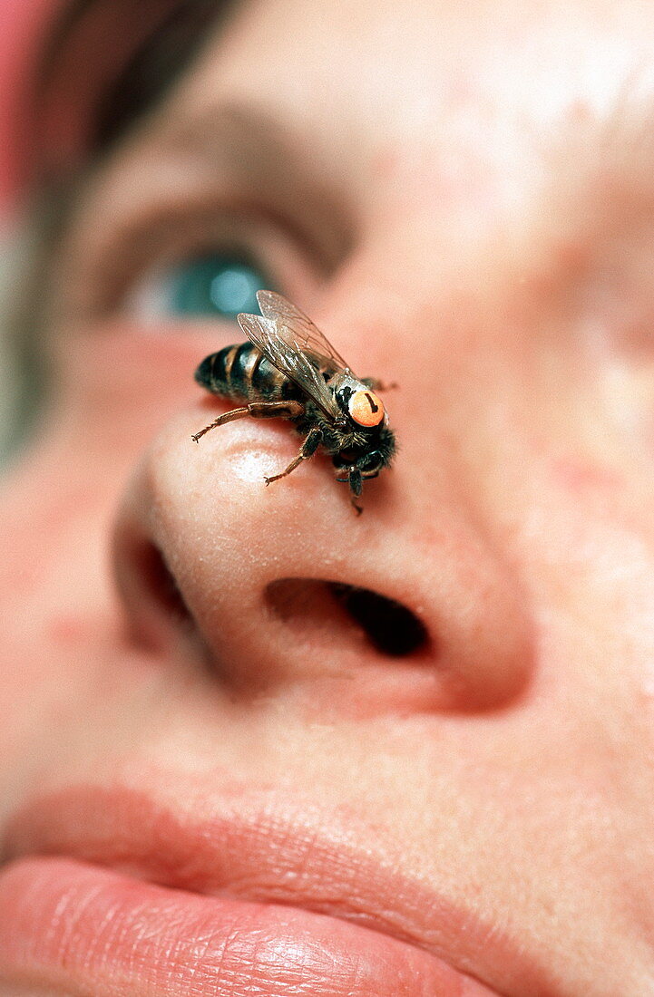 Bee on woman's nose