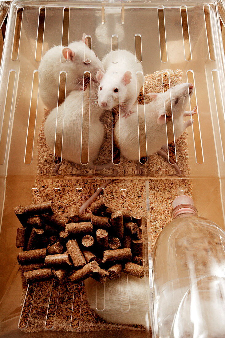 Laboratory rats