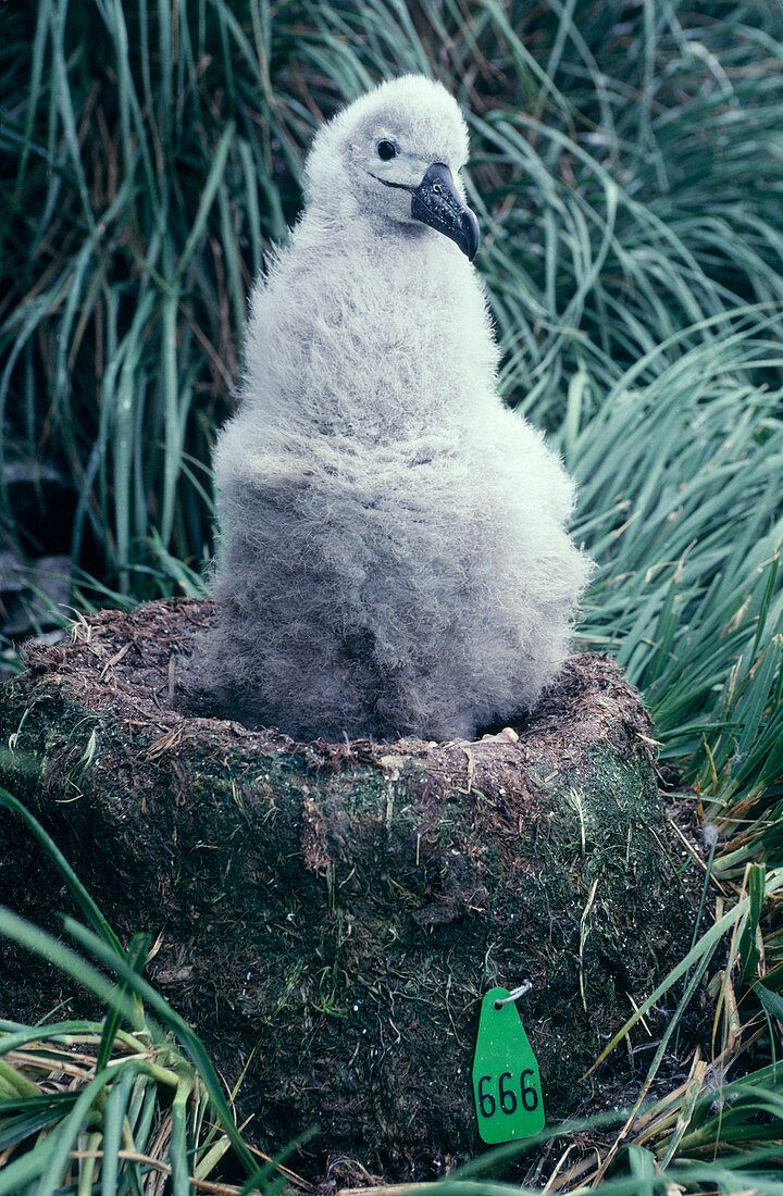 Numbered nest of albatross chick