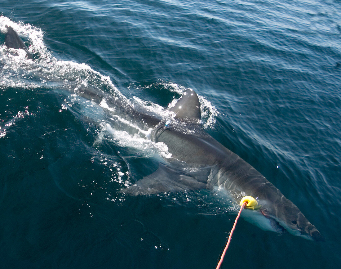 Great White shark research