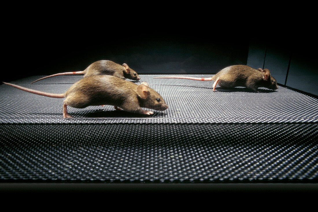 Gene therapy research on mice