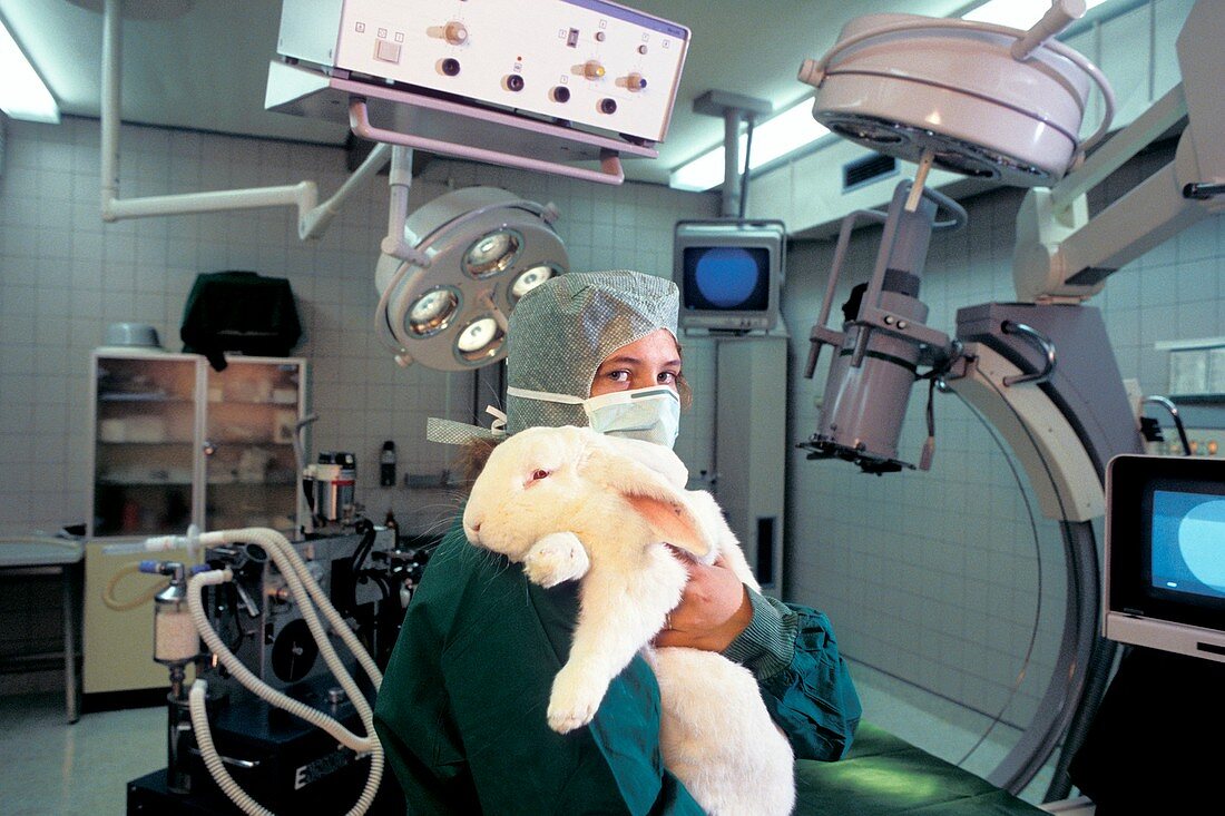Laboratory rabbit in surgery research